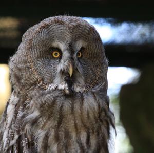 Great Grey Owl