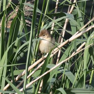 Eurasian Reed-warbler