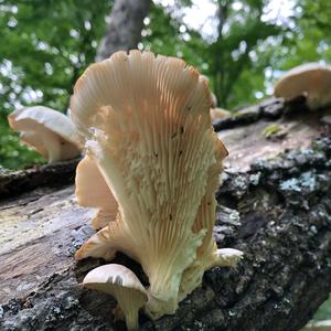 Oyster Mushroom