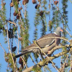 Common Wood-pigeon