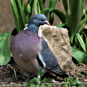 Common Wood-pigeon