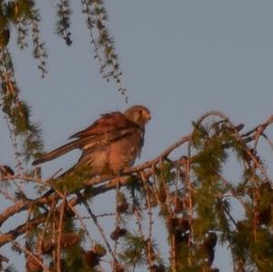 Common Kestrel