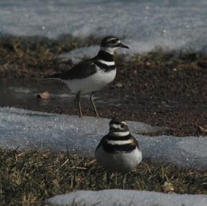 Killdeer