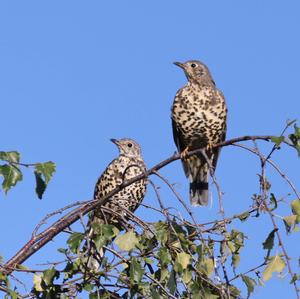 Mistle Thrush