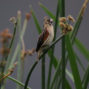 Fan-tailed Widowbird