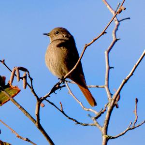 Common Redstart