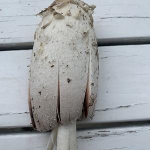 Shaggy Mane