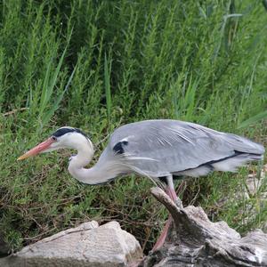 Grey Heron