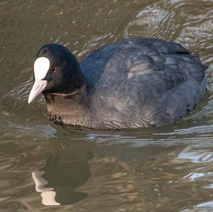 Bläßhuhn