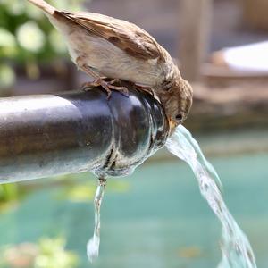 House Sparrow