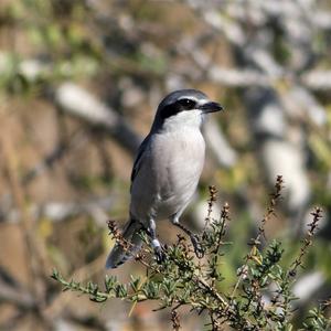 Great Grey Shrike