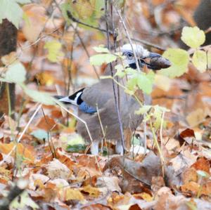 Eurasian Jay