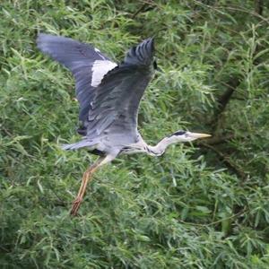 Grey Heron