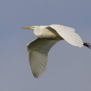 Great Egret