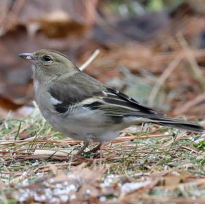 Eurasian Chaffinch