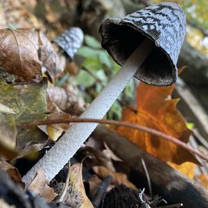 Magpie Ink-cap