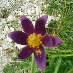 Spring Pasqueflower