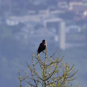 Spotted Nutcracker