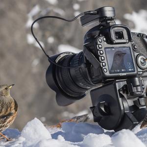 Alpine Accentor