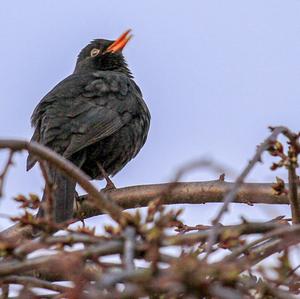 Eurasian Blackbird