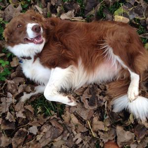 Border Collie