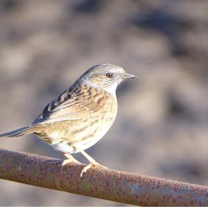 Hedge Accentor