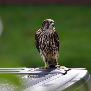 Sharp-shinned Hawk