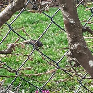 Eurasian Blackbird