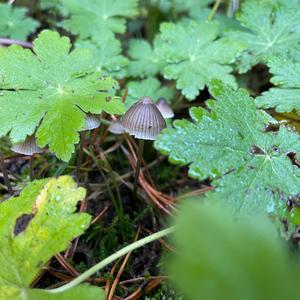 Yellow-stalked Mycena