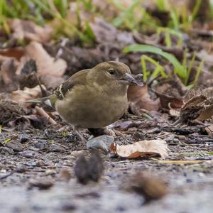 Eurasian Chaffinch