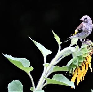 European Goldfinch