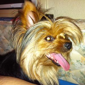 Yorkshire Terrier