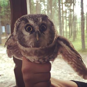 Boreal Owl