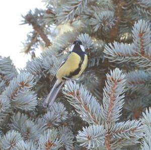 Great Tit