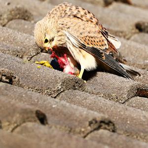 Common Kestrel