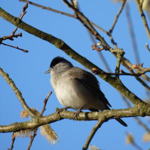 Blackcap