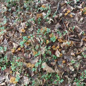 Trumpet Chanterelle