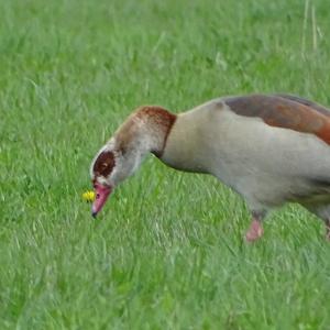 Nilgans