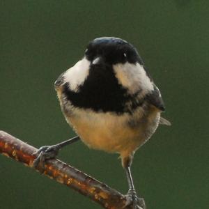 Great Tit