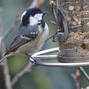 Coal Tit