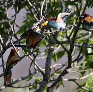 European Bee-eater