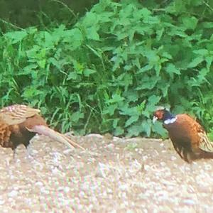 Common Pheasant