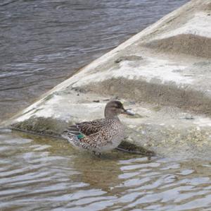 Common Teal