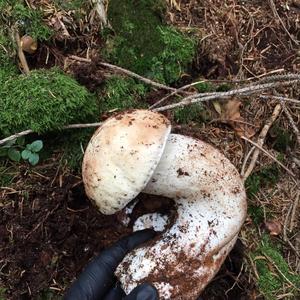 Summer Bolete