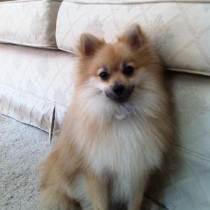 Pomeranian