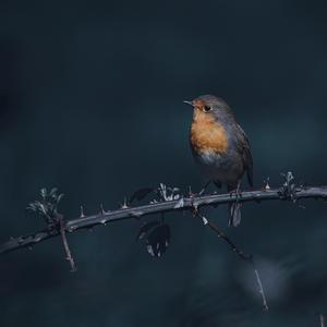 European Robin