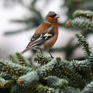 Eurasian Chaffinch