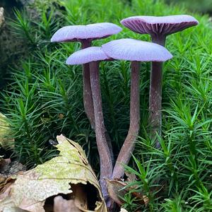 Amethyst Deceiver