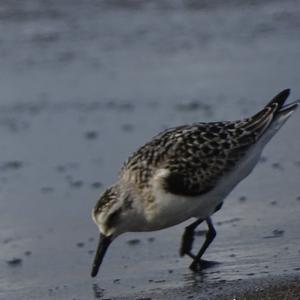 Little Stint