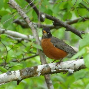 American Robin